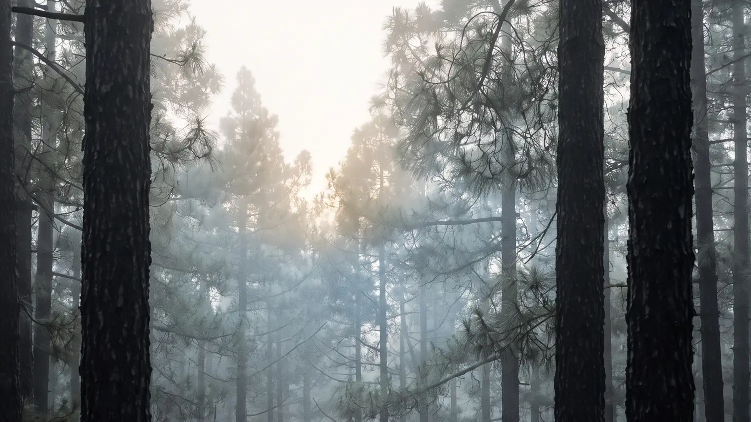 Pinar canario entre la niebla, con el sol abriéndose paso entre los troncos